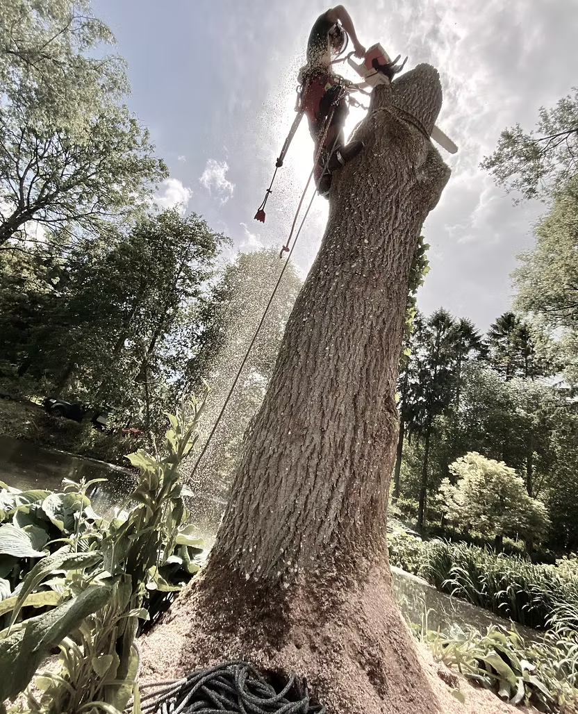 Tree Felling & Dismantling