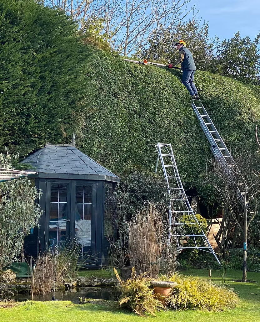 Hedge Trimming