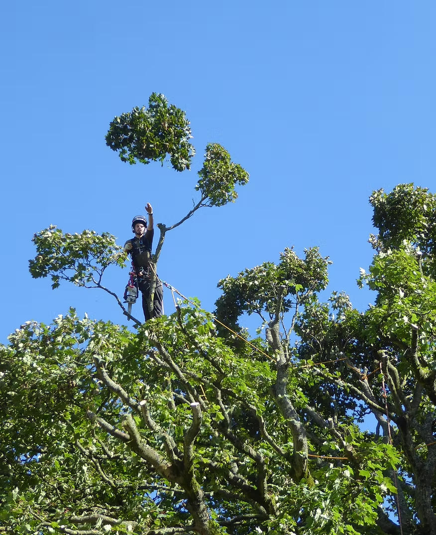 Tree Surgery & Crown Work